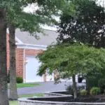 The Ultimate Tree Care Guide for Homeowners